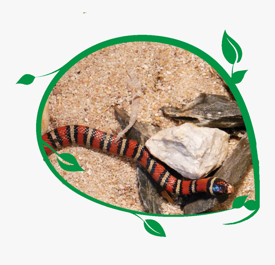 Clip Art False Coral Snakes - Lizard, Transparent Clipart