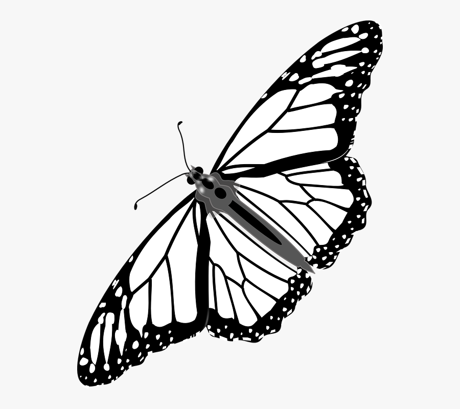 Cute Butterfly Line Drawing 21, Buy Clip Art - Butterfly Clipart No Background, Transparent Clipart