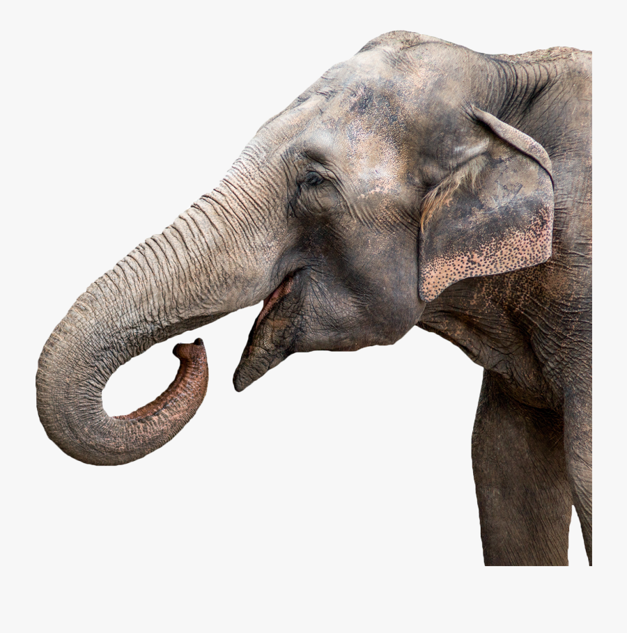Circus Animals Png - Inside An Elephant's Trunk, Transparent Clipart