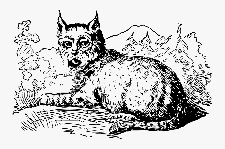 Lynx - Lynx Black And White Png Clipart, Transparent Clipart