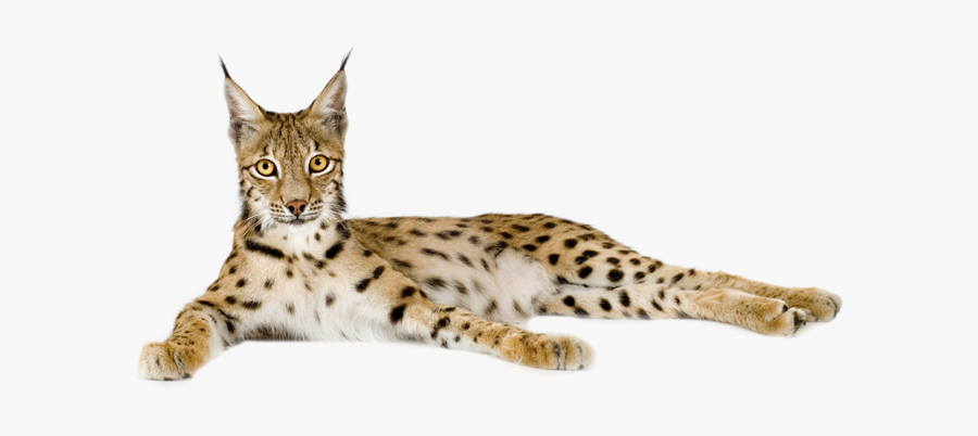 Download And Use Lynx Png Picture - Bengal Cat Cheetahs, Transparent Clipart