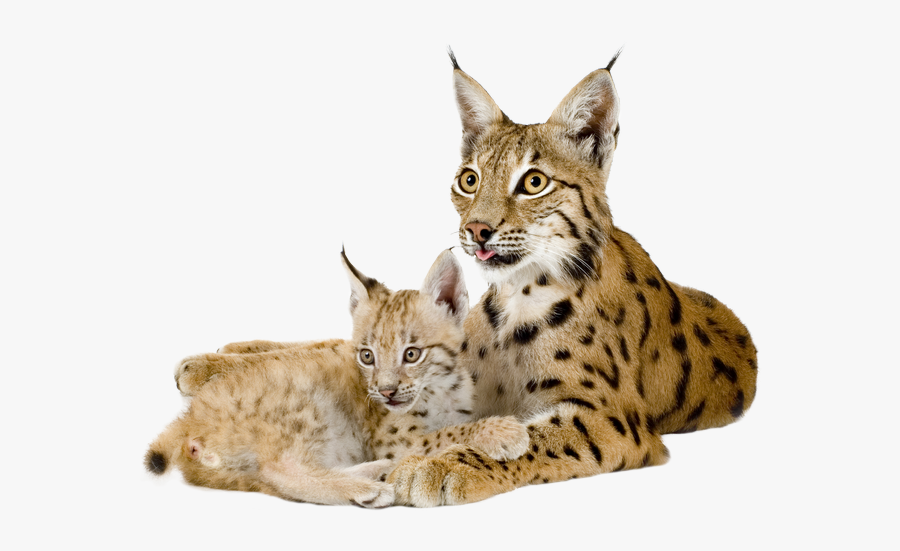 Download For Free Lynx Icon Clipart - Lynx Png, Transparent Clipart