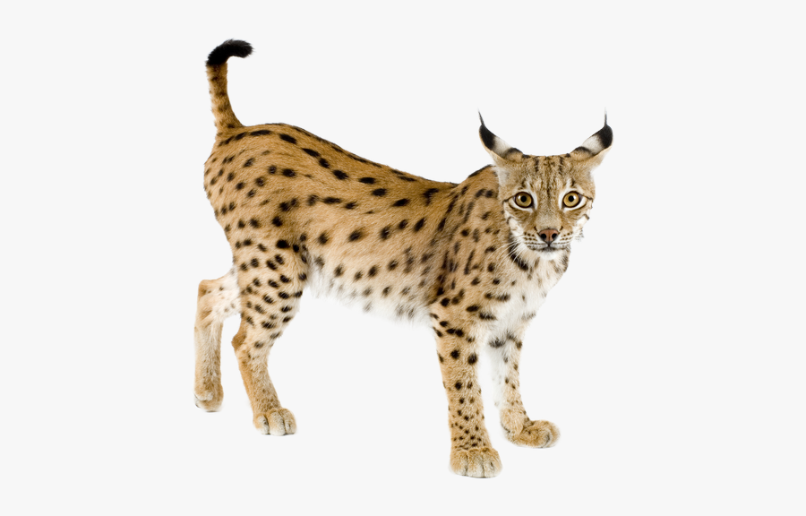 Iberian Lynx Without Background, Transparent Clipart
