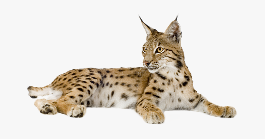 Lynx Png - Lynx Cat, Transparent Clipart