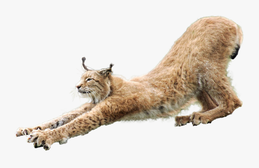 Lynx Png, Transparent Clipart