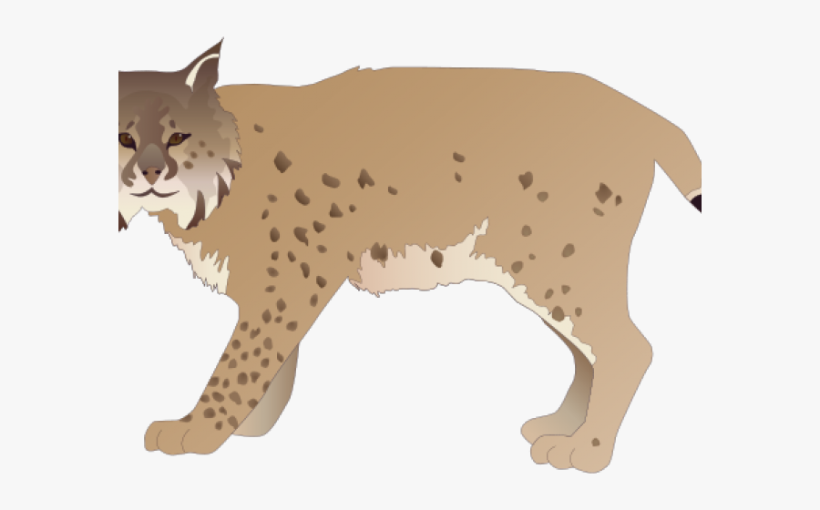 Lynx Png Transparent Images - Bobcat Illustration, Transparent Clipart