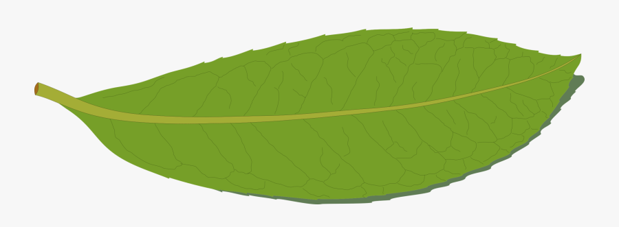 Plant,leaf,bay Laurel - ورق شجر Clipart, Transparent Clipart