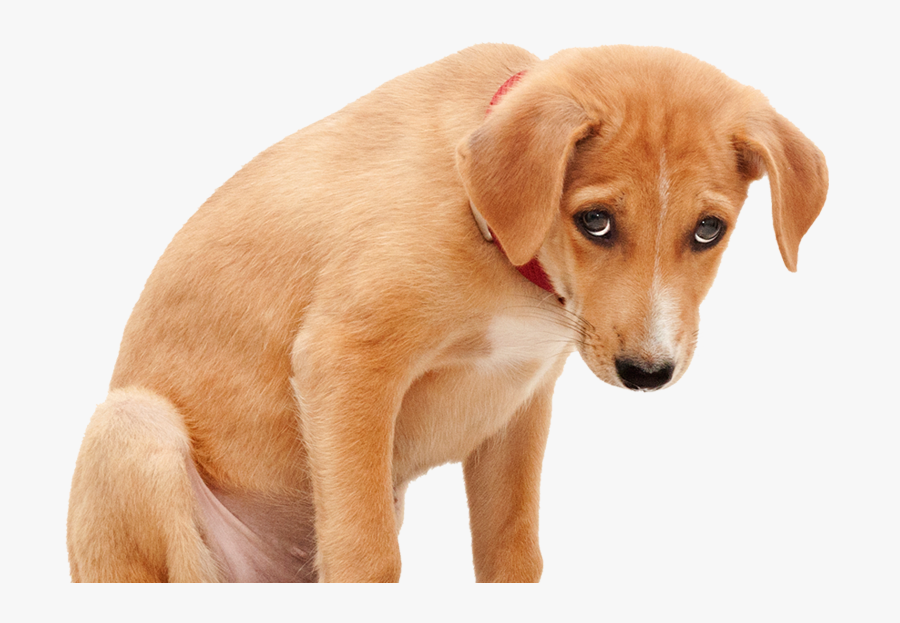 Clip Art Png For Free - Sad Dog Png, Transparent Clipart