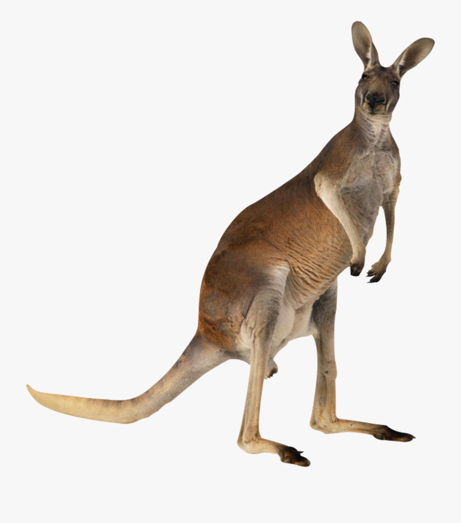 Kangaroo English Australian Meat Australian Australian - Kangaroo Png, Transparent Clipart