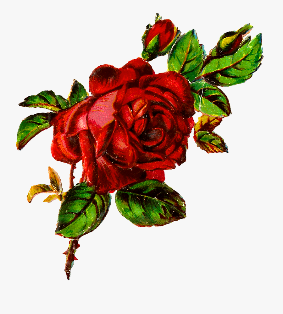 Flower Rose Shabby Chic Clipart Image Transfer Botanical - Rose Botanical Flowers, Transparent Clipart