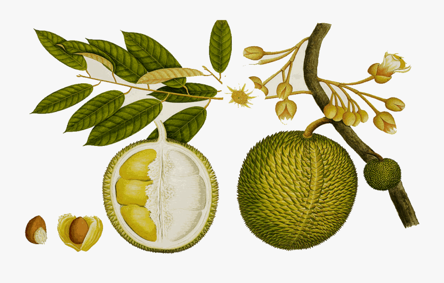 Durian Tree Clipart - Durian Botanical Drawing, Transparent Clipart
