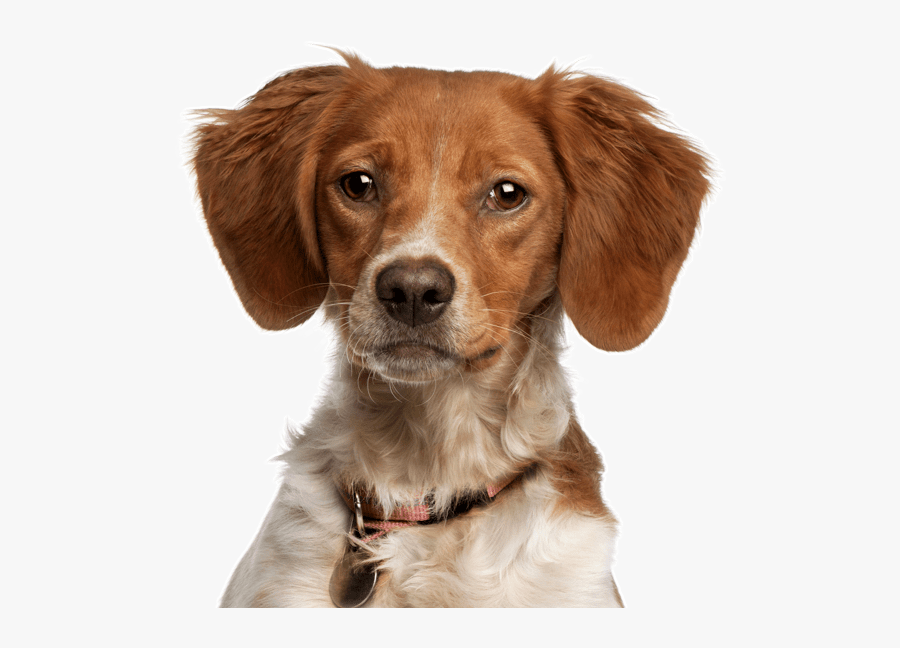 Clip Art Golden Pitbull Mix - Breton Dog, Transparent Clipart