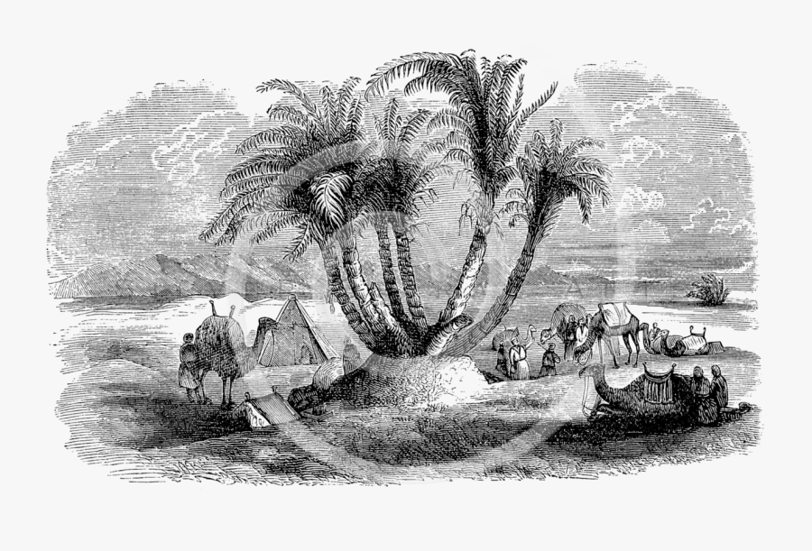 Oasis Drawing Desert Oasis For Free Download - Oasis In Desert Black And White, Transparent Clipart