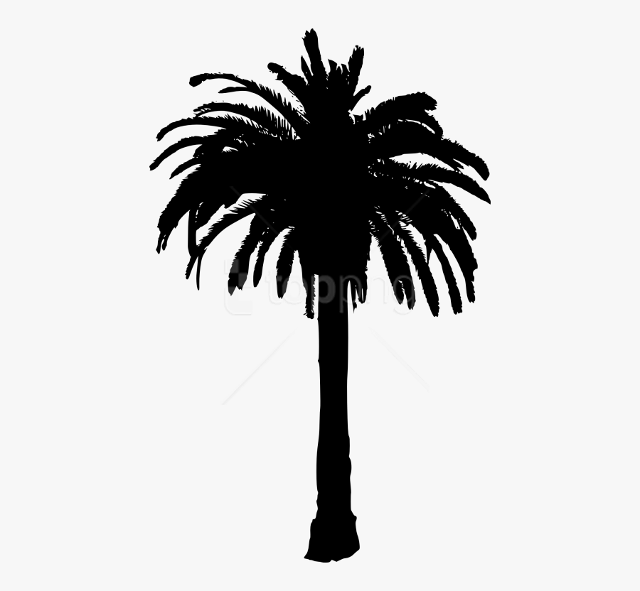 Tree,palm And White,sky,date Palm,woody Palm,monochrome - Date Palm ...