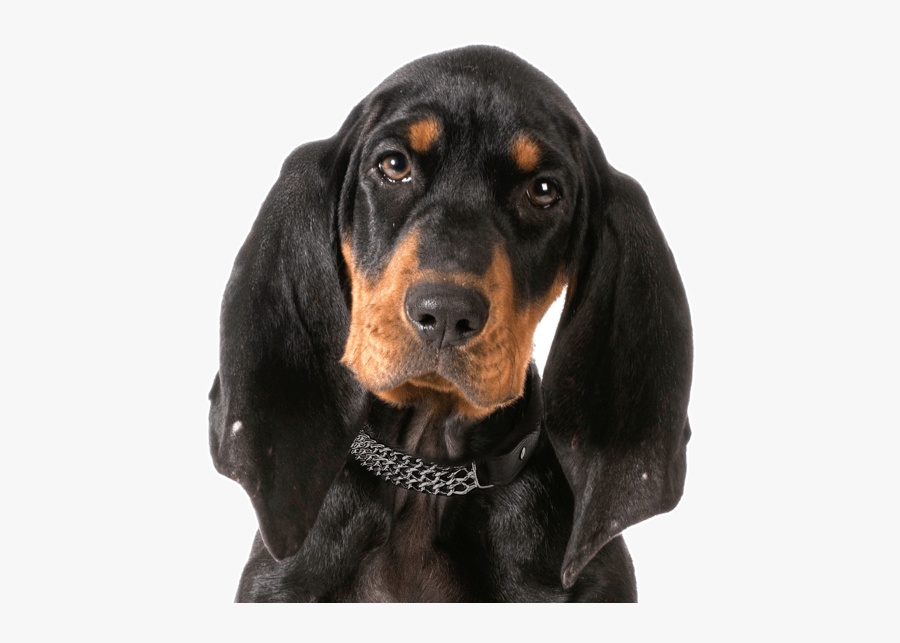 Clip Art And Tan Coonhound Puppies - Black And Tan Coonhound, Transparent Clipart