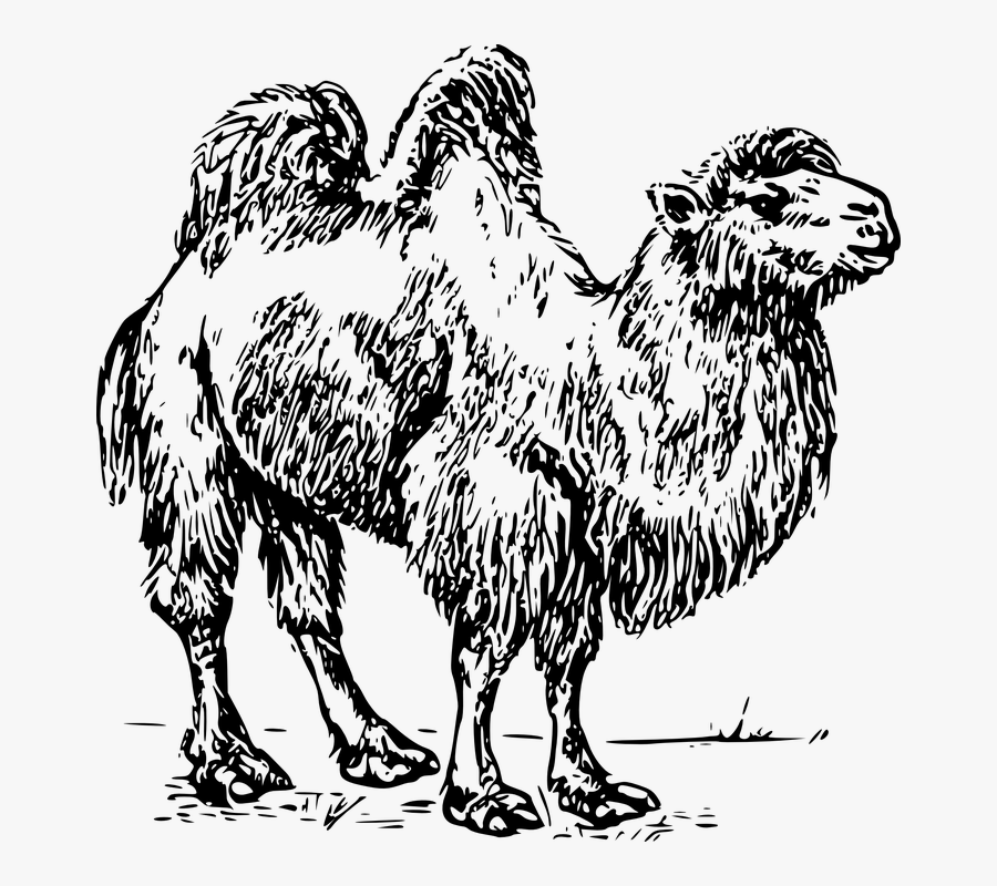 Camel, Hump, Desert, Zoo, Arabic, Transport, Livestock - Bactrian Camel Clipart, Transparent Clipart