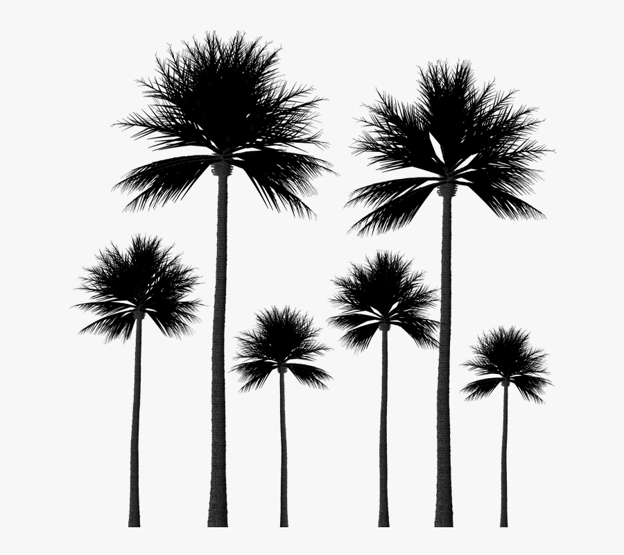 Tree,desert Palm,palm Tree,arecales,sabal Palmetto,sky,black - Palm Tree Silhouette Png, Transparent Clipart