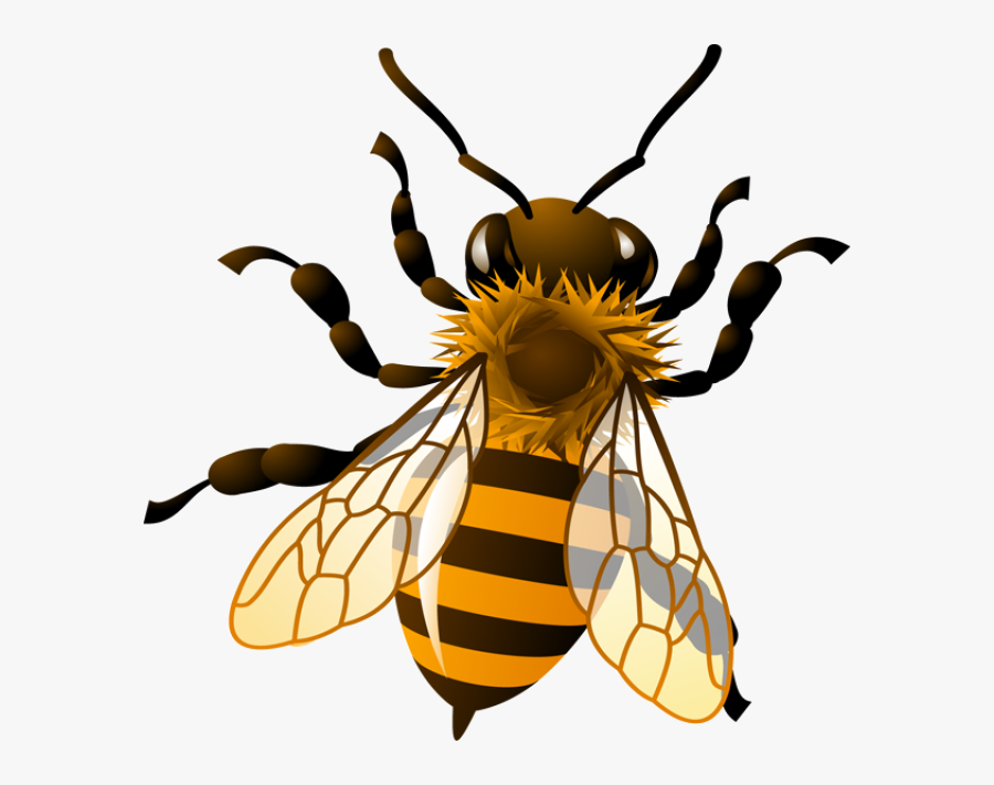 Bee Honeybee Honey Clipart Kid Transparent Png - Clipart Honey Bee, Transparent Clipart