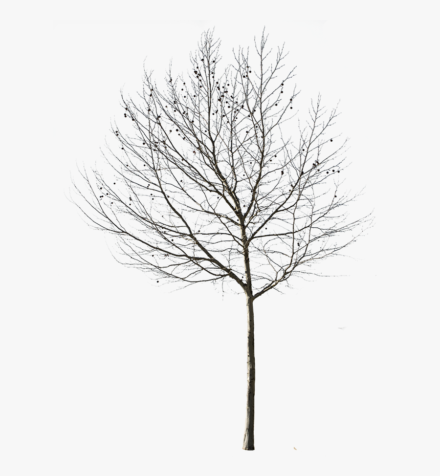 Cut Out Tree Photo With Transparent Background Clipart - Winter Tree Cut Out, Transparent Clipart