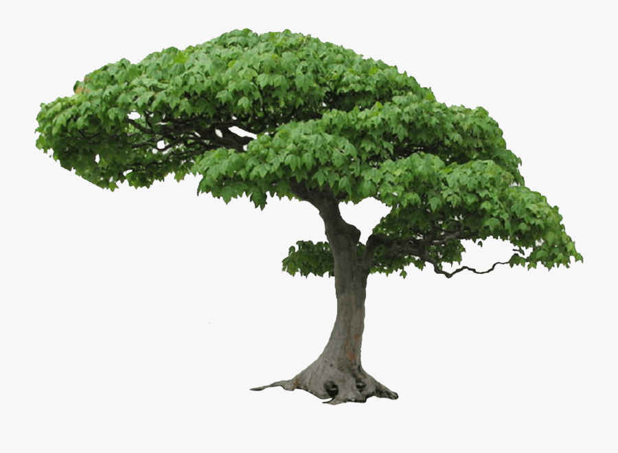 Green Tree Png - Tree Png, Transparent Clipart
