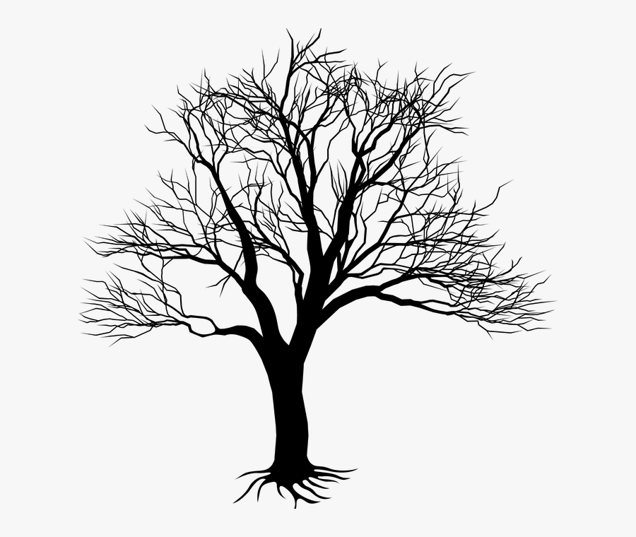 Tree,branch,woody Stem,black And White,illustration,line - Black Tree Silhouette, Transparent Clipart