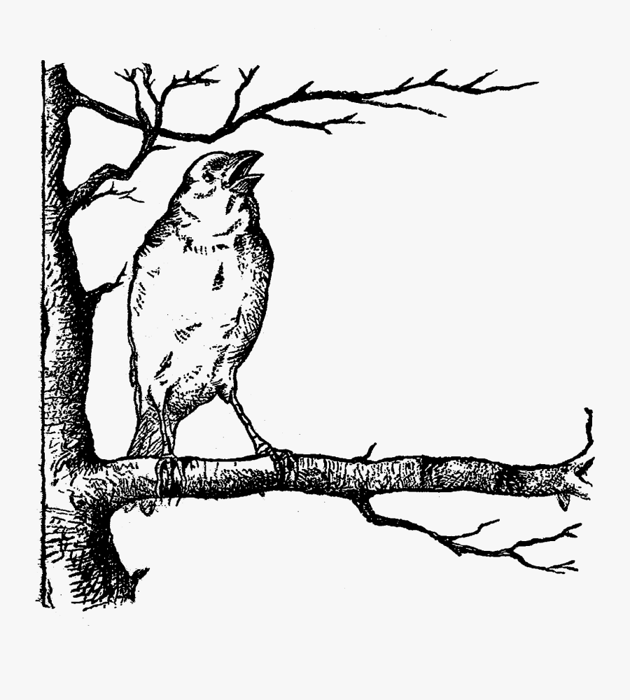 Bird Tree Image Digital Illustration - Bird On Tree Art, Transparent Clipart