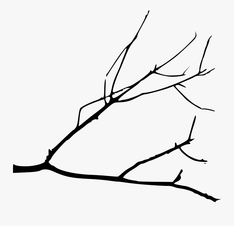 Branch Drawing - Tree Branches Drawing Png, Transparent Clipart
