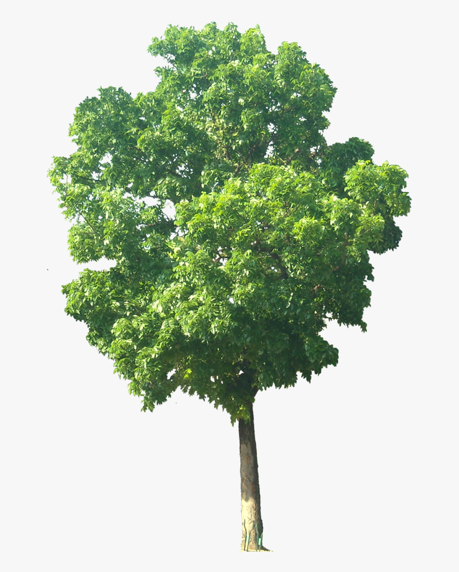 Hd Tree White Background, Transparent Clipart