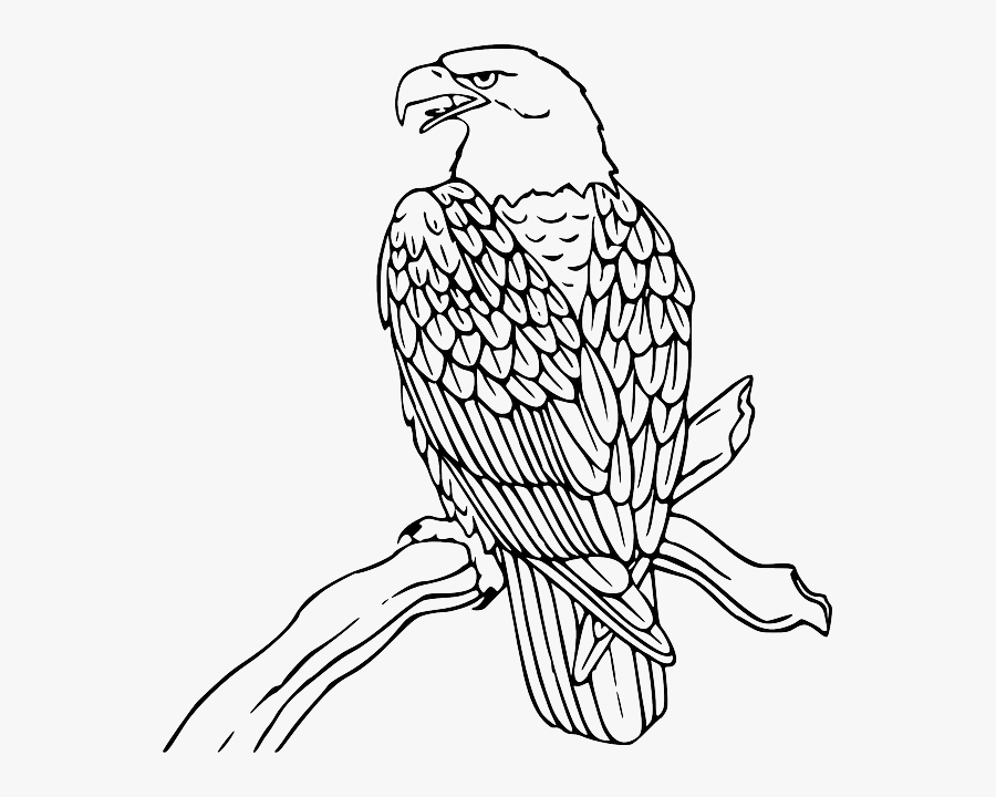 Eagle Black And White Clip Art, Transparent Clipart