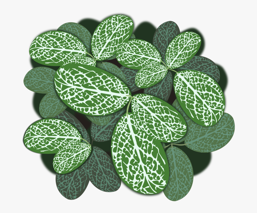Shamrock,plant,leaf - Planta Folha Verde E Branca, Transparent Clipart