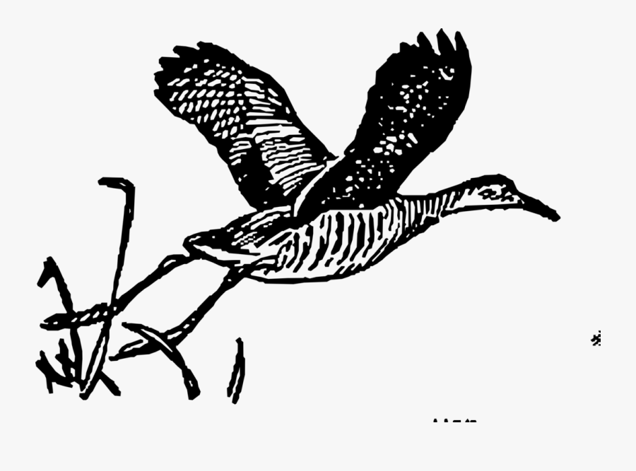 Transparent Free Clipart Hawk - African King Transparent Background Copyright Free, Transparent Clipart