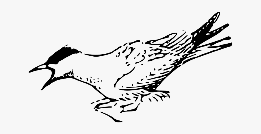 Arctic Tern 2 - Arctic Tern Clipart, Transparent Clipart