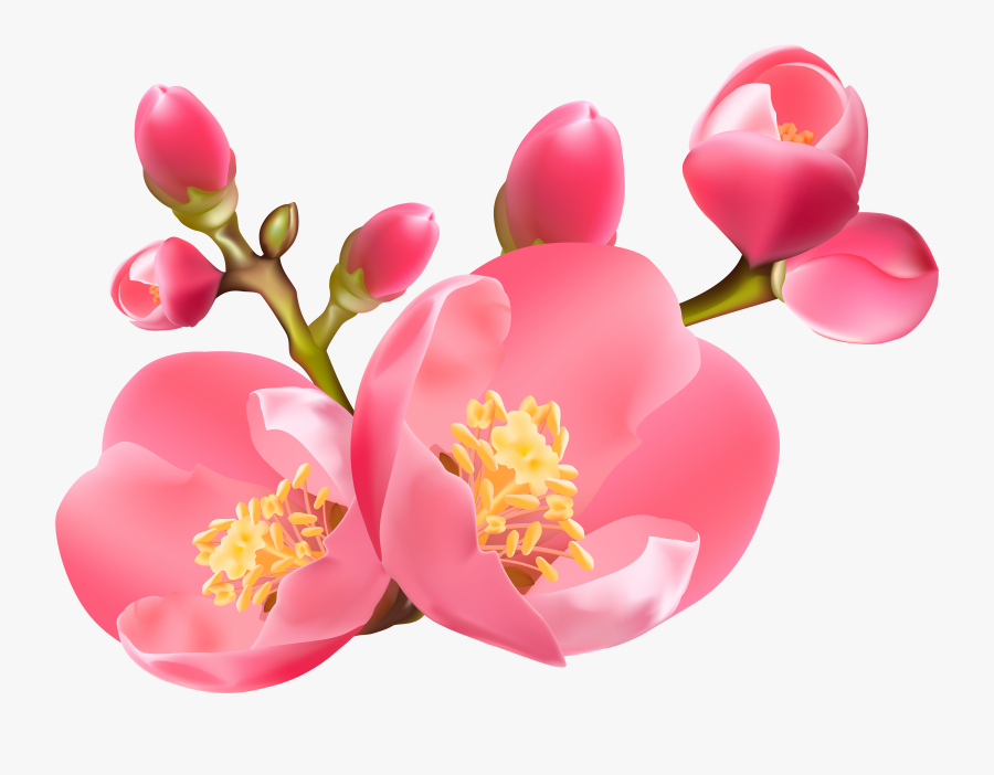 Collection Of Blossom - Portable Network Graphics, Transparent Clipart