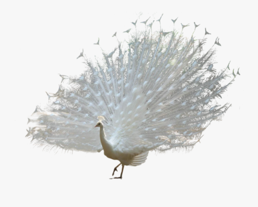 #white #peacock - Peacock, Transparent Clipart