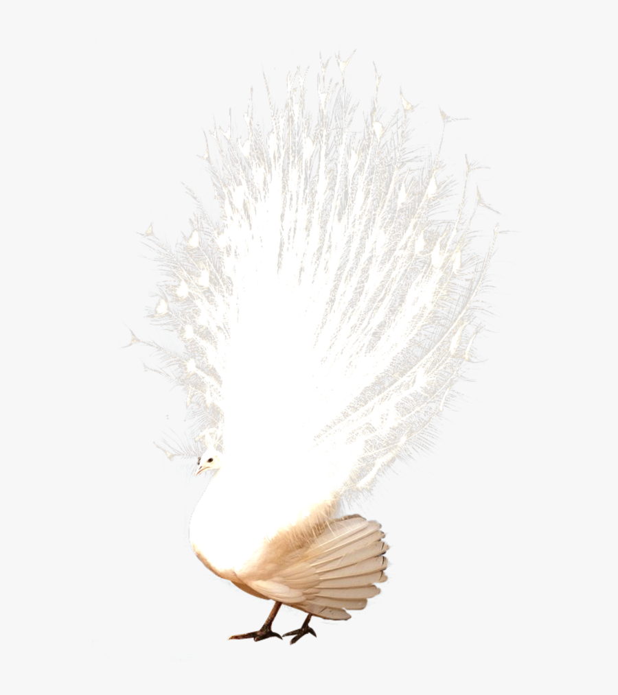 #mq #white #peacock #bird #birds - Peacock Aesthetic, Transparent Clipart