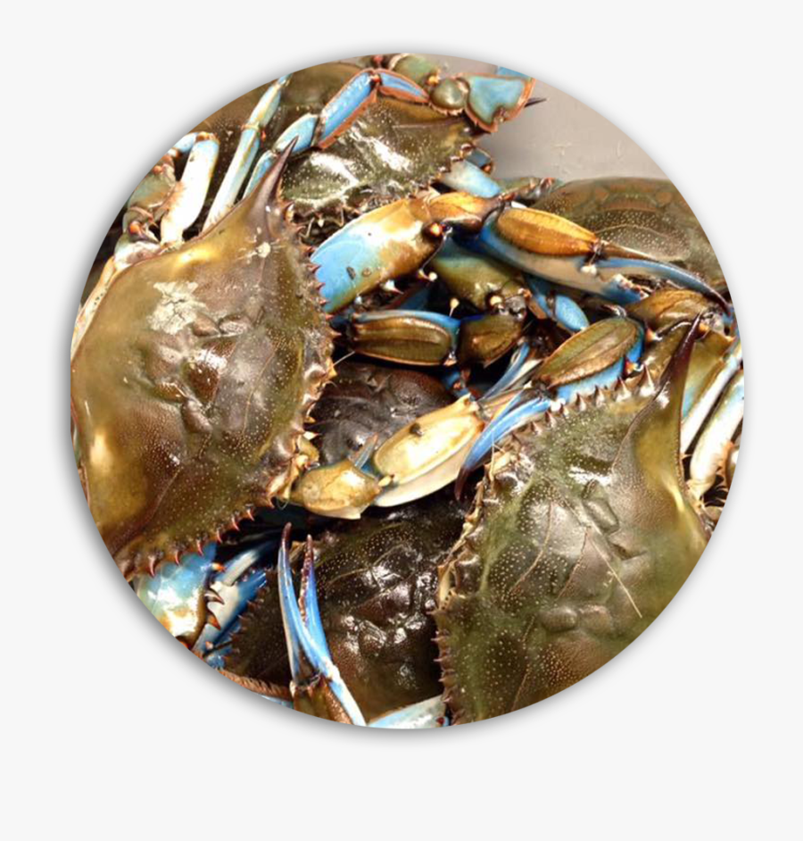 Fresh Blue Crabs Daily - Dungeness Crab, Transparent Clipart