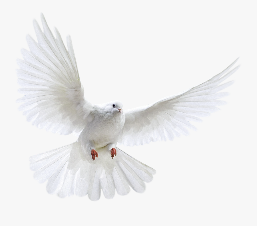 Transparent Dove In Flight Clipart - Transparent Background White Dove, Transparent Clipart