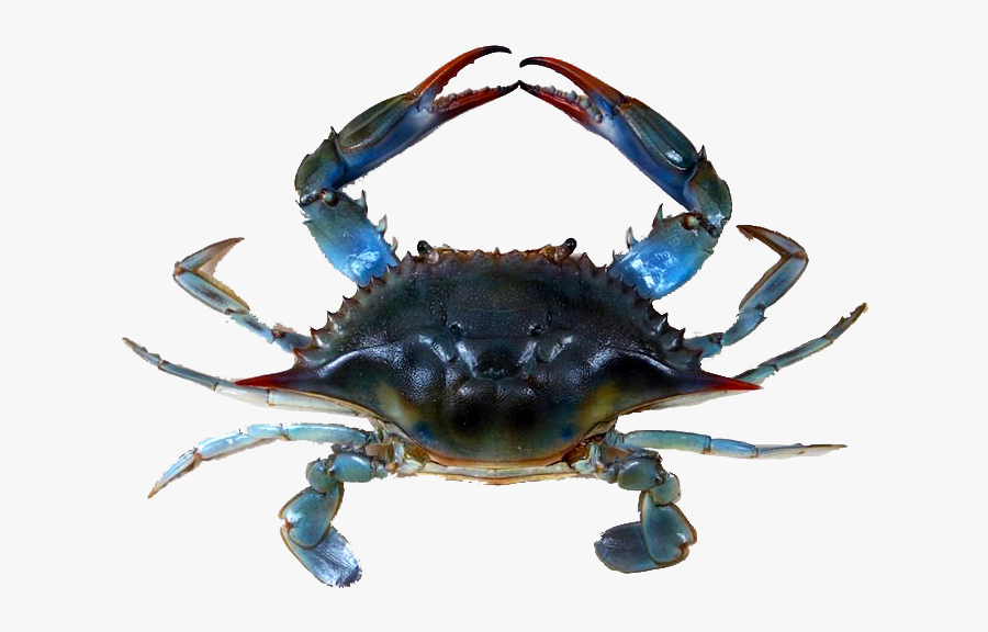 Transparent Crab Claw Png - Jersey Blue Claw Crabs, Transparent Clipart