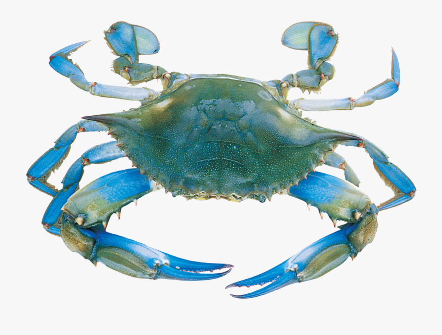 Transparent Blue Crab Clipart - Blue Sea Crab, Transparent Clipart