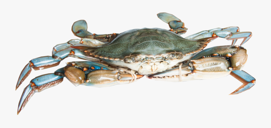 King-crab - Blue Crab Png, Transparent Clipart