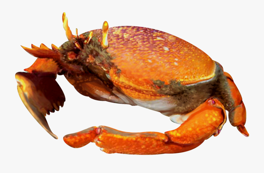 Kona Crab, Transparent Clipart
