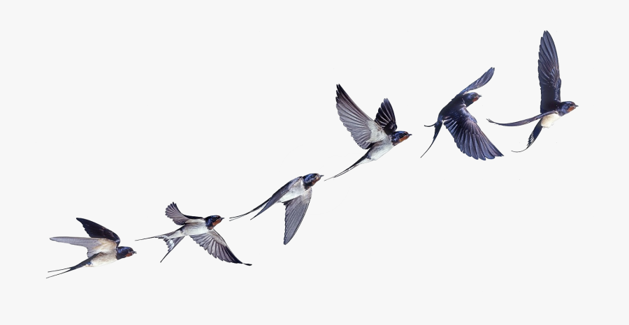 Flight Flock Of Birds Swallow Bird Barn Clipart - Swallow In Flight Tattoo, Transparent Clipart