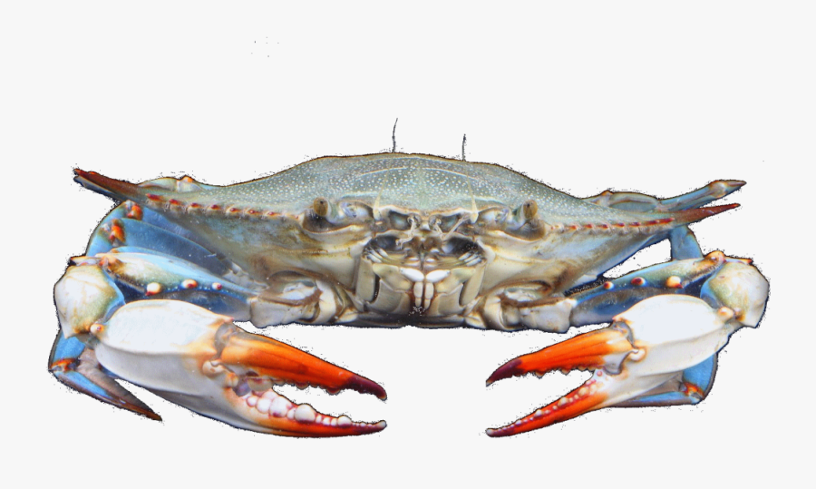 Crab Clipart Crab Feast - Chesapeake Blue Crab, Transparent Clipart