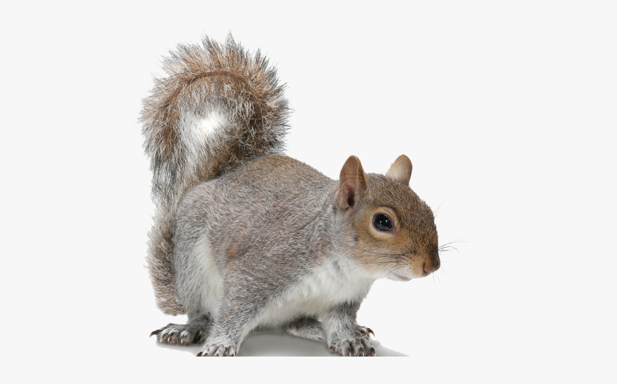 Transparent Acorn Clipart - Grey Squirrel No Background, Transparent Clipart