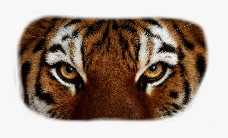 Bengal Tiger Eyes Clipart - Tiger Eyes Close Up, Transparent Clipart