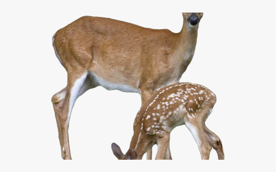White Tail Deer No Background, Transparent Clipart