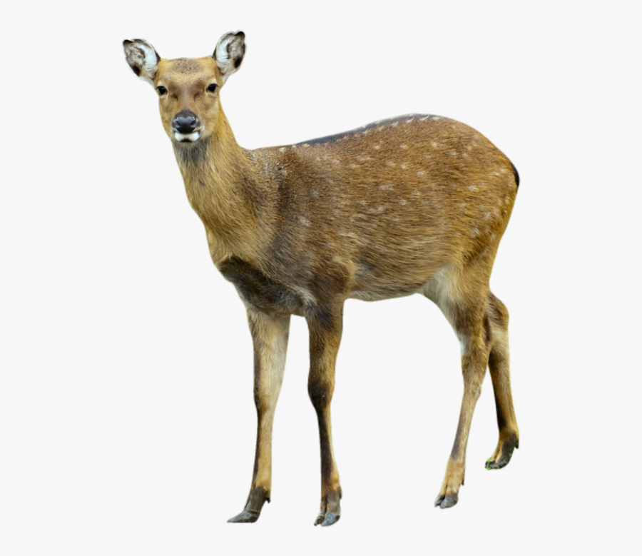 Deer Png, Transparent Clipart