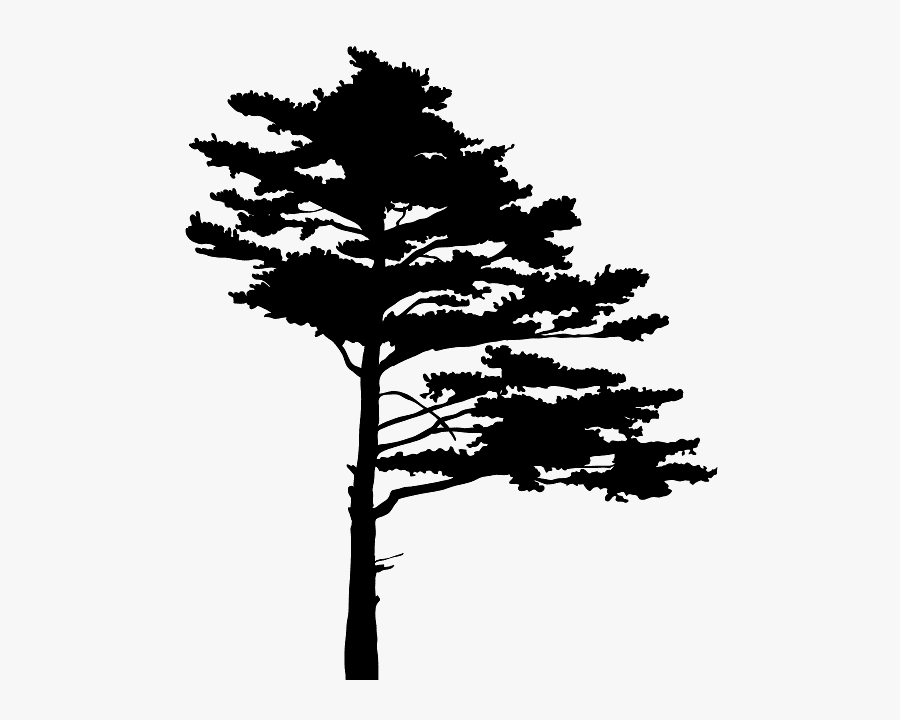 Birch Tree Silhuet, Transparent Clipart