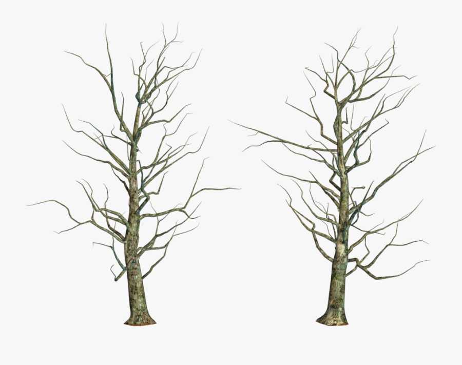 Bare Tree Png Page - Tree Branch Transparent, Transparent Clipart