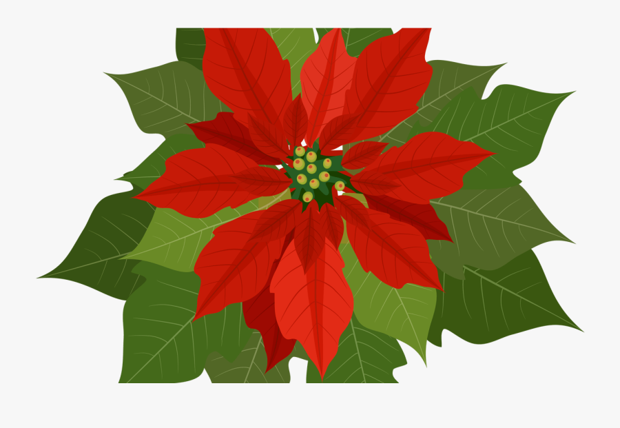 Transparent Christmas Flowers Clipart - Poinsettia Flowers, Transparent Clipart